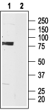 HCN3 Blocking Peptide