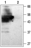 Anti-KCNJ15 (K<sub>ir</sub>4.2) Antibody