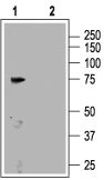 CNGA3 Blocking Peptide