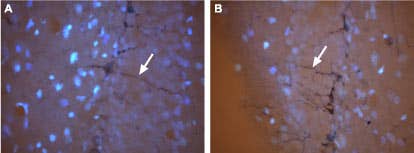Anti-CNGA3 Antibody