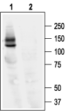 Anti-KCNH2 (HERG) Antibody