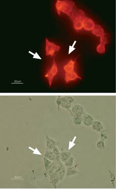 Anti-KCNH2 (HERG) Antibody