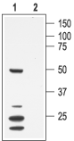 Anti-Mouse K<sub>V</sub>1.7 (KCNA7) Antibody - Carrier Free