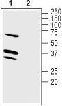LRRC26 Blocking Peptide