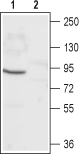 CNGA1 Blocking Peptide