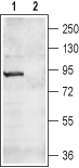 CNGA4 Blocking Peptide