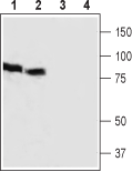 Anti-HCN3 (extracellular) Antibody - Carrier Free