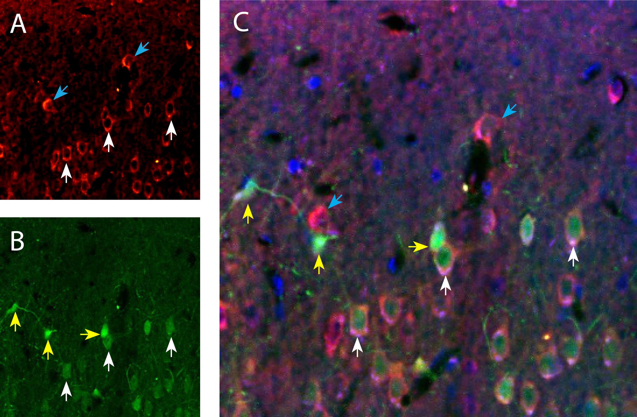 Anti-Piezo1 (extracellular)-ATTO Fluor-550 Antibody