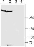 Piezo1 Blocking Peptide