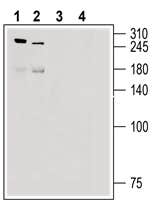 Anti-Piezo2 Antibody - Carrier Free