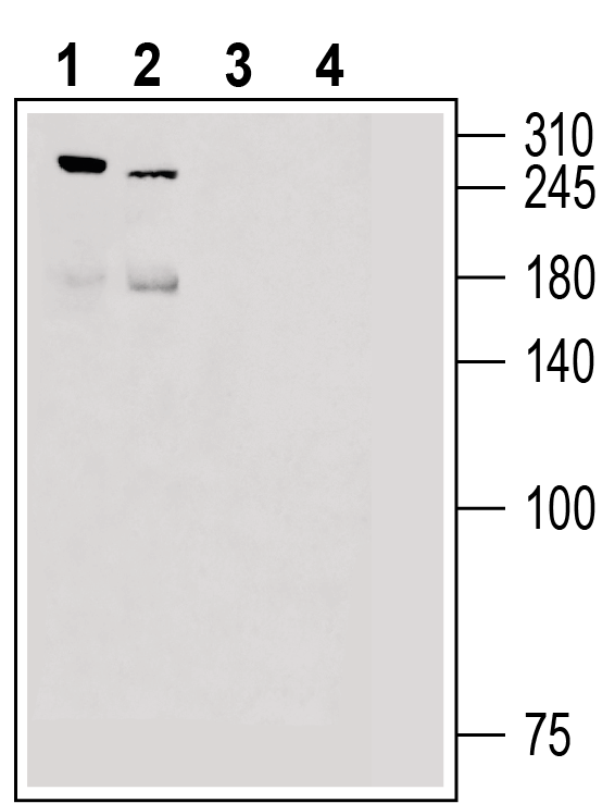 Piezo2 Blocking Peptide