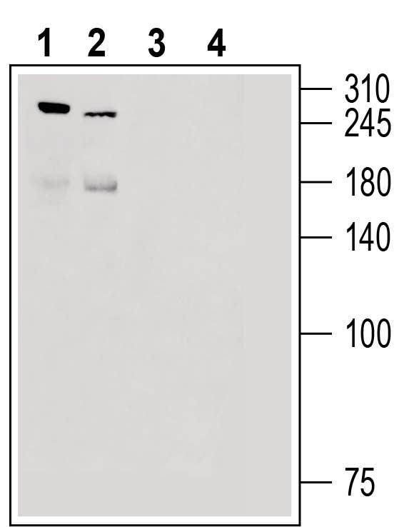 Piezo2 Blocking Peptide