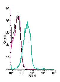 Anti-K<sub>V</sub>1.3 (KCNA3) (extracellular) Antibody