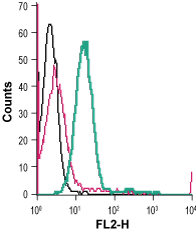 Anti-K<sub>V</sub>1.3 (KCNA3) (extracellular)-PE Antibody