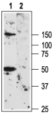 Kv1.3/KCNA3 (extracellular) Blocking Peptide