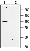 Anti-KCNN3 (K<sub>Ca</sub>2.3, SK3) (C-term) Antibody