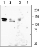 Anti-KCNH1 (EAG-1) Antibody - Carrier Free
