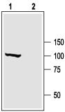 KCNMA1/KCa1.1 (1184-1200) Blocking Peptide