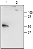 KCNK4/TRAAK Blocking Peptide