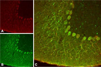 Anti-KCNK4 (TRAAK) Antibody