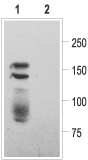 KCNH2/HERG (extracellular) Blocking Peptide