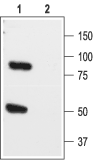 KCNK1/TWIK-1 (extracellular) Blocking Peptide