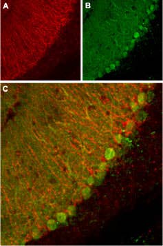 Anti-KCNK1 (TWIK-1) (extracellular) Antibody