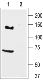 KCNH7/erg3 Blocking Peptide