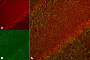 Anti-KCNH7 (erg3) Antibody