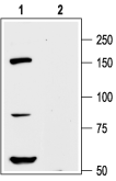 Anti-K<sub>V</sub>12.1 (KCNH8) Antibody