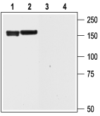 KCNH6/erg2 Blocking Peptide