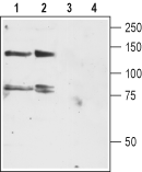 Anti-K<sub>V</sub>12.3 (KCNH4) Antibody - Carrier Free