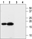 Anti-KCNE3 (MiRP2) Antibody