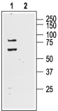 Anti-K<sub>V</sub>4.1 (KCND1) Antibody