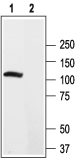 Kv2.2/KCNB2 Blocking Peptide