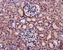 Anti-KCNK13 (THIK-1) (extracellular) Antibody