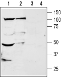 Anti-KCNK18 (TRESK) (extracellular) Antibody - Carrier Free