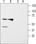 Kir5.1 Blocking Peptide
