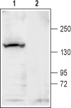 KCNT1/Slack Blocking Peptide