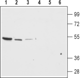 Anti-K<sub>ir</sub>7.1 (extracellular) Antibody - Carrier Free