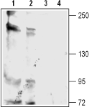 Anti-KCNT2 (Slick) Antibody