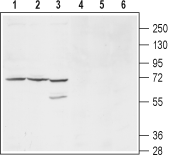 Anti-KCNS1 (K<sub>V</sub>9.1) (extracellular) Antibody