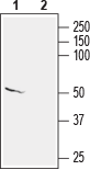 Anti-KCNS2 (K<sub>V</sub>9.2) Antibody