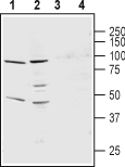 KCNS3/Kv9.3 (extracellular) Blocking Peptide