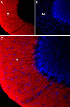 Anti-KCNS3 (K<sub>V</sub>9.3) (extracellular) Antibody