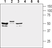 Anti-KCNF1 (K<sub>V</sub>5.1) Antibody