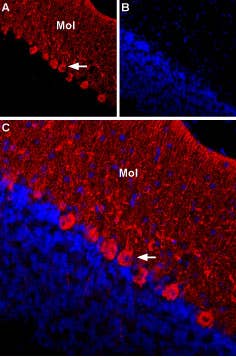 Anti-KCNG1 (K<sub>V</sub>6.1) (extracellular) Antibody