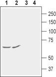 KCNG1/Kv6.1 (extracellular) Blocking Peptide