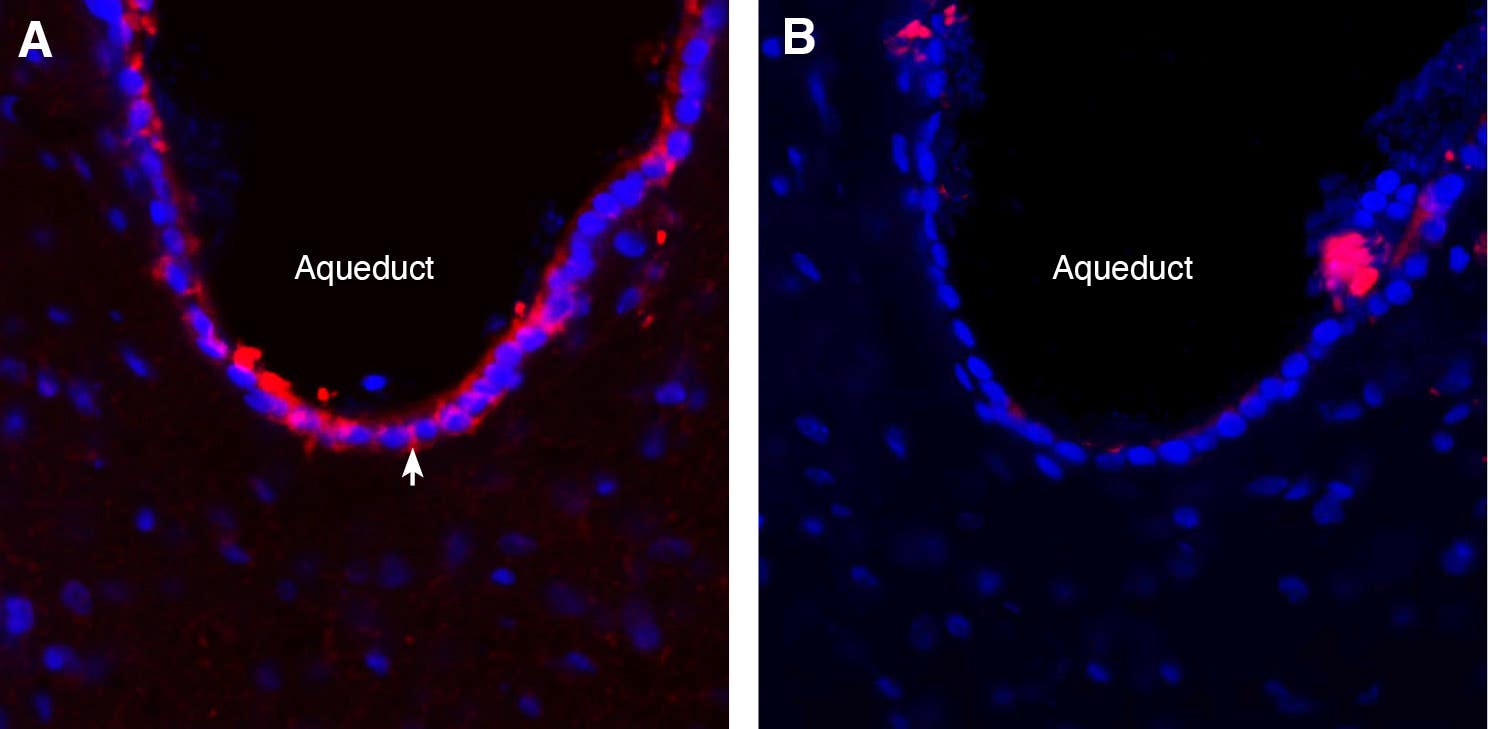 Anti-K<sub>V</sub>6.4 (KCNG4) Antibody