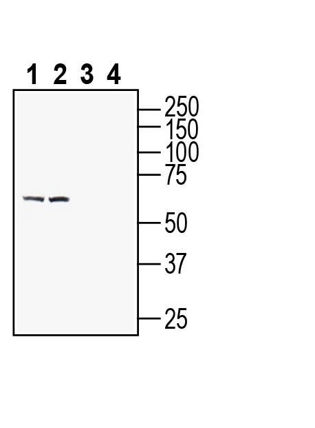 Kv6.4 (KCNG4) Blocking Peptide